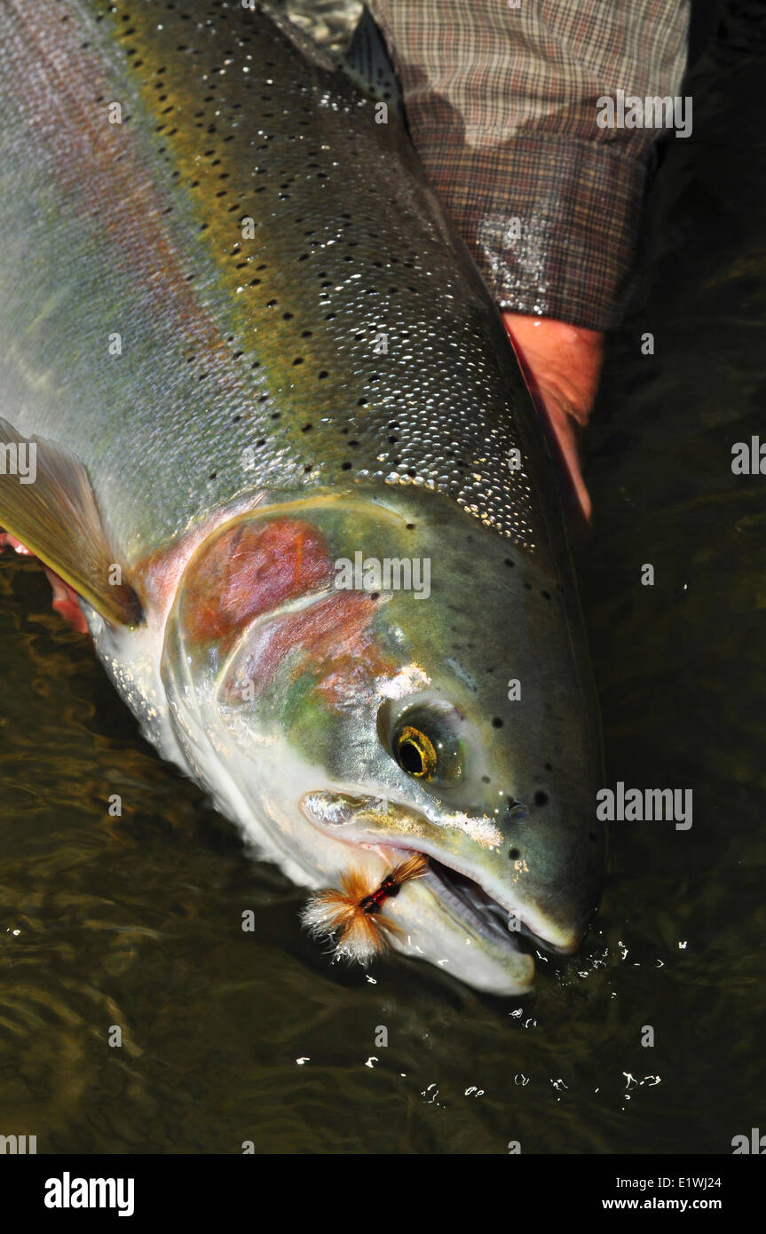 Dean River Steelhead, Oncorhynchus mykiss, British Columbia, Canada Foto Stock