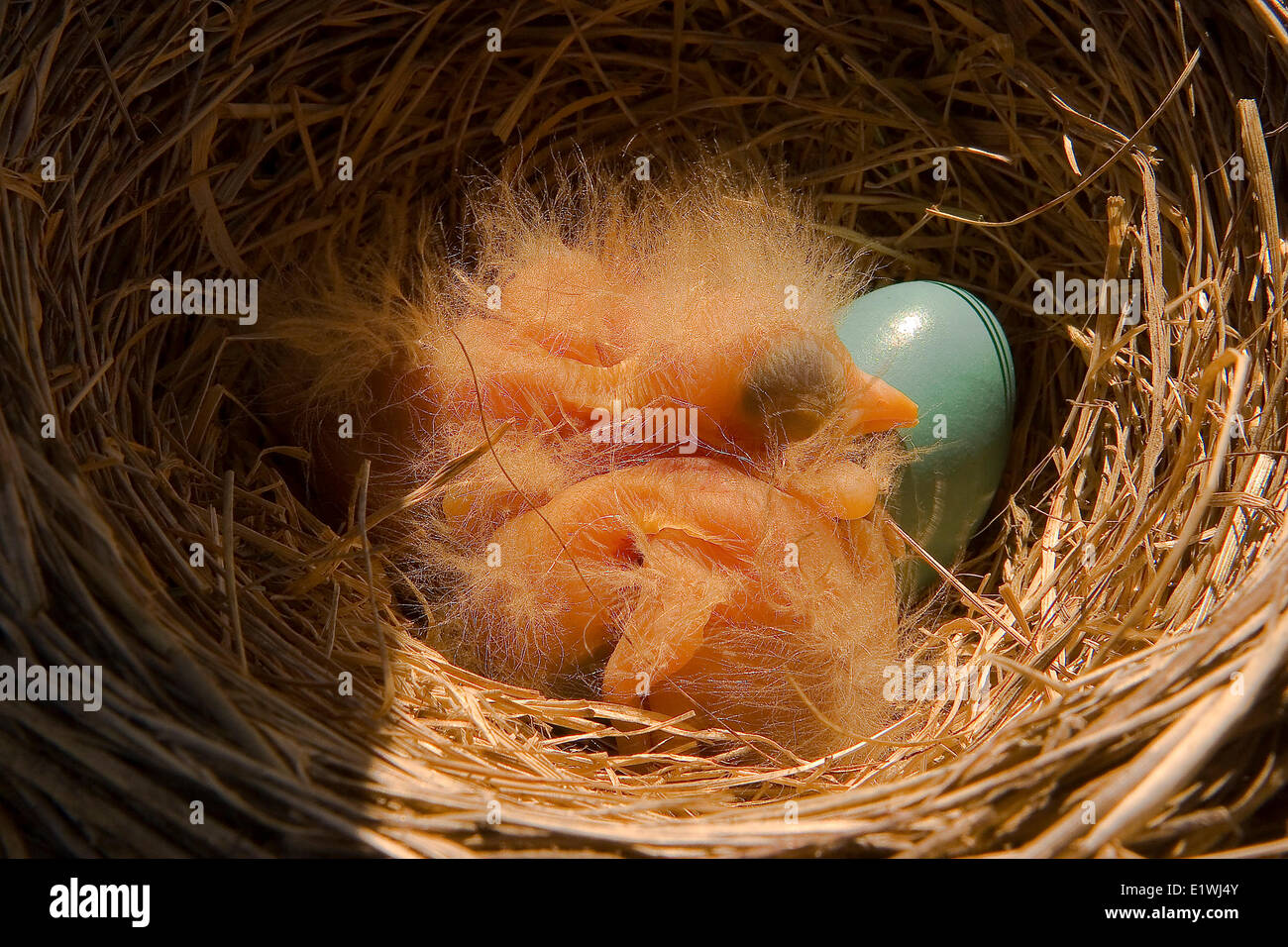 Robin's Nest, barene Parco Provinciale, Prince Edward County, Ontario Canada Foto Stock