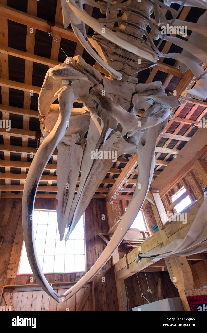 Museo della balena a Telegraph Cove, British Columbia è un piccolo villaggio costiero situato sulla costa orientale del nord dell'isola di Vancouver. Foto Stock