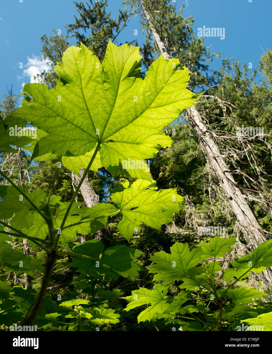 Devil's club Oplopanax horridus sottobosco in crescita vecchio western redcedar Thuja plicata forest Abbott Creek Quesnel Lago Foto Stock