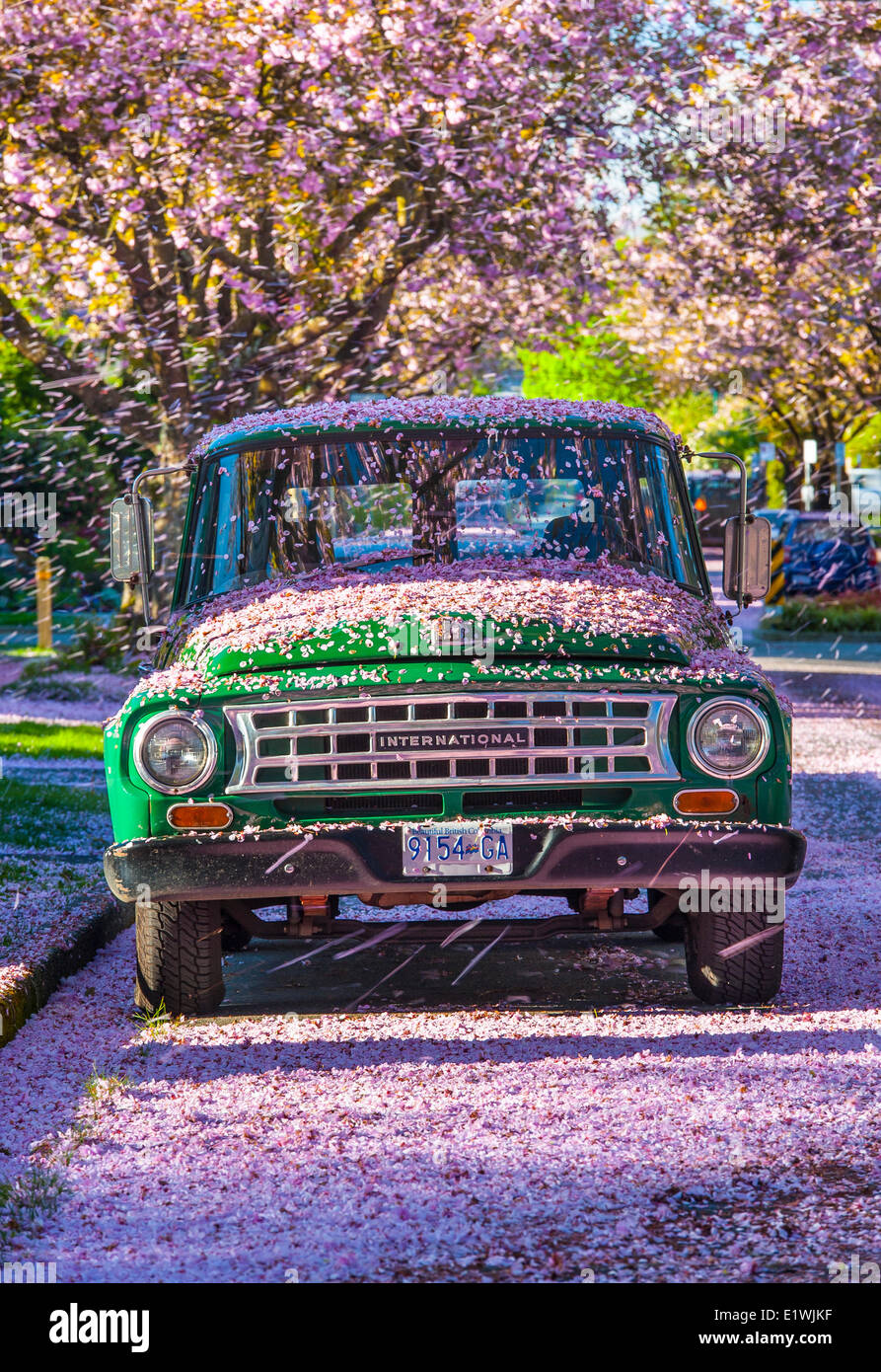 Fiori di Ciliegio e vecchi camion, Vancouver, B.C. In Canada. Foto Stock