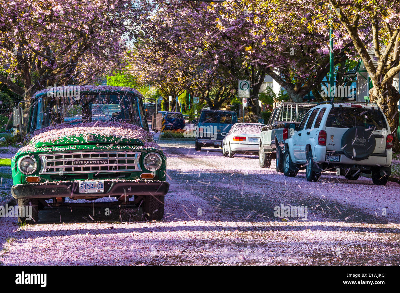 Fiori di Ciliegio e vecchi camion, Vancouver, B.C. In Canada. Foto Stock