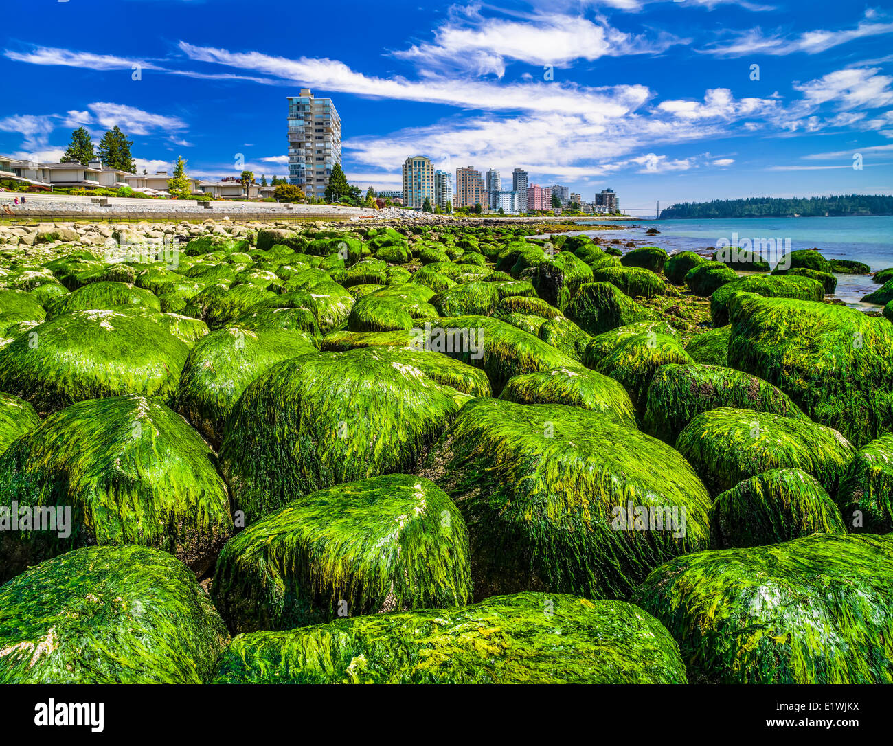Le alghe coperto massi a Dundarave beach, Vancouver, B.C. In Canada. Foto Stock