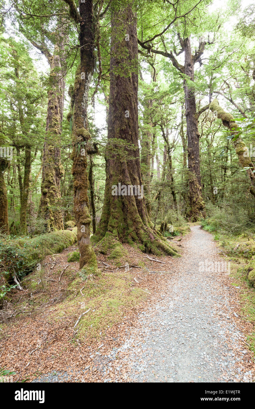 Foresta sul lago Gunn natura A Piedi nel Parco Nazionale di Fiordland, Nuova Zelanda Foto Stock