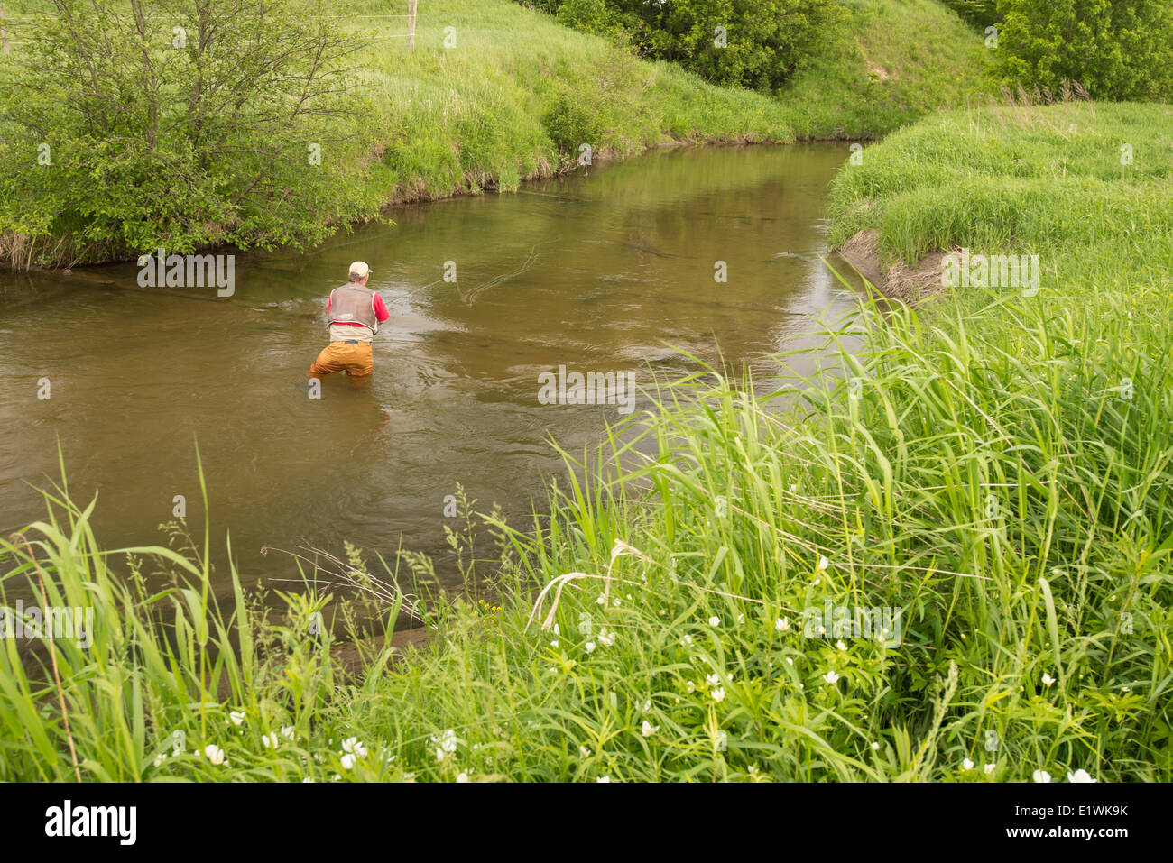 La pesca a mosca sul fiume Colwater, Coldwater, Ontario, Canada Foto Stock