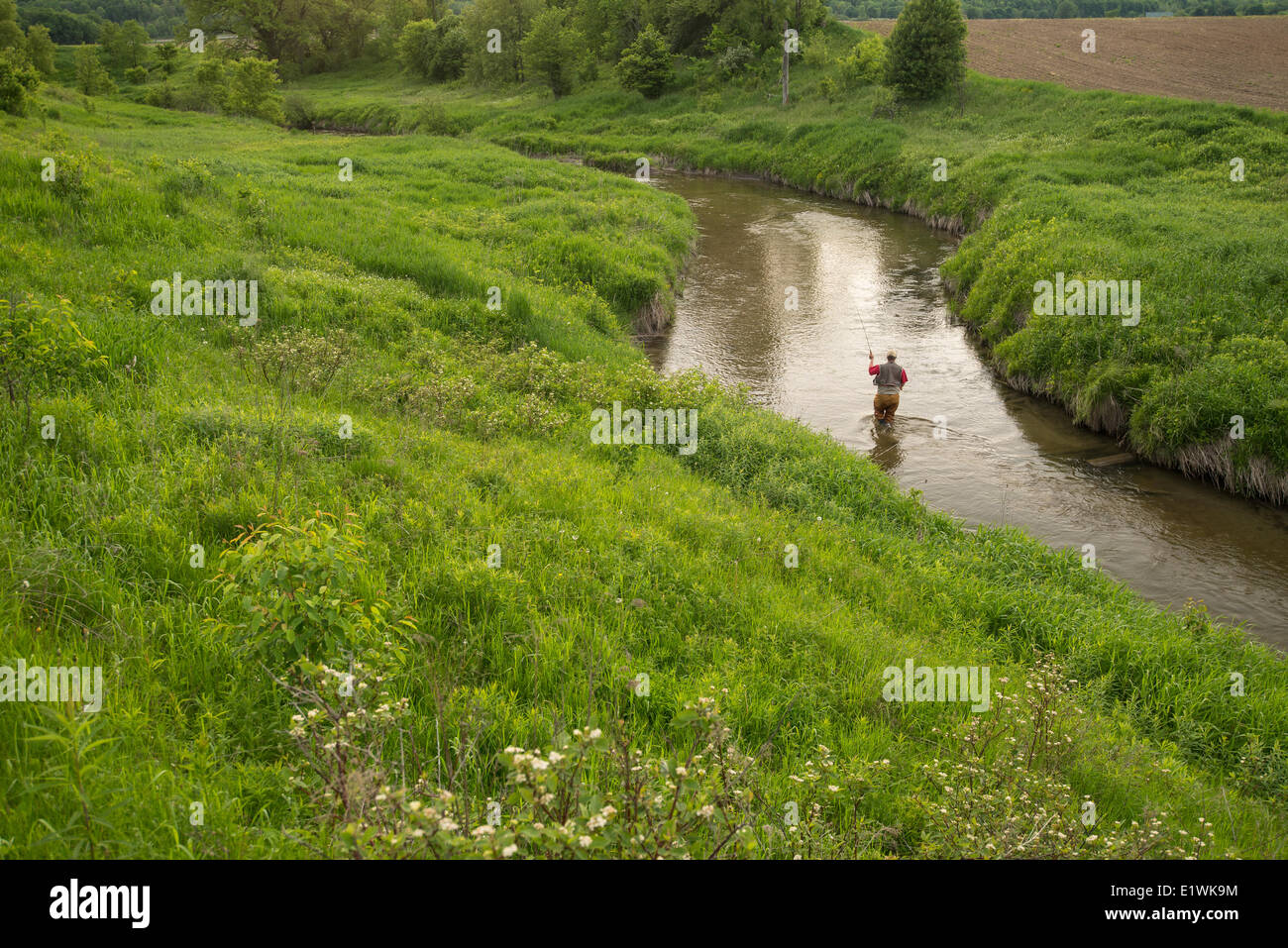 La pesca a mosca sul fiume Colwater, Coldwater, Ontario, Canada Foto Stock