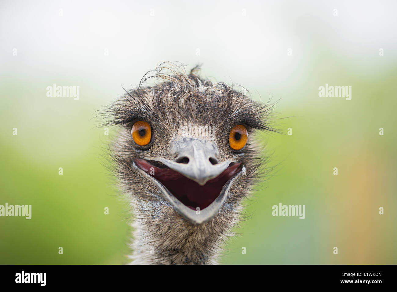 Emu (Dromaius novaehollandiae) a Assiniboine Park Zoo, Winnipeg, Manitoba, Canada Foto Stock