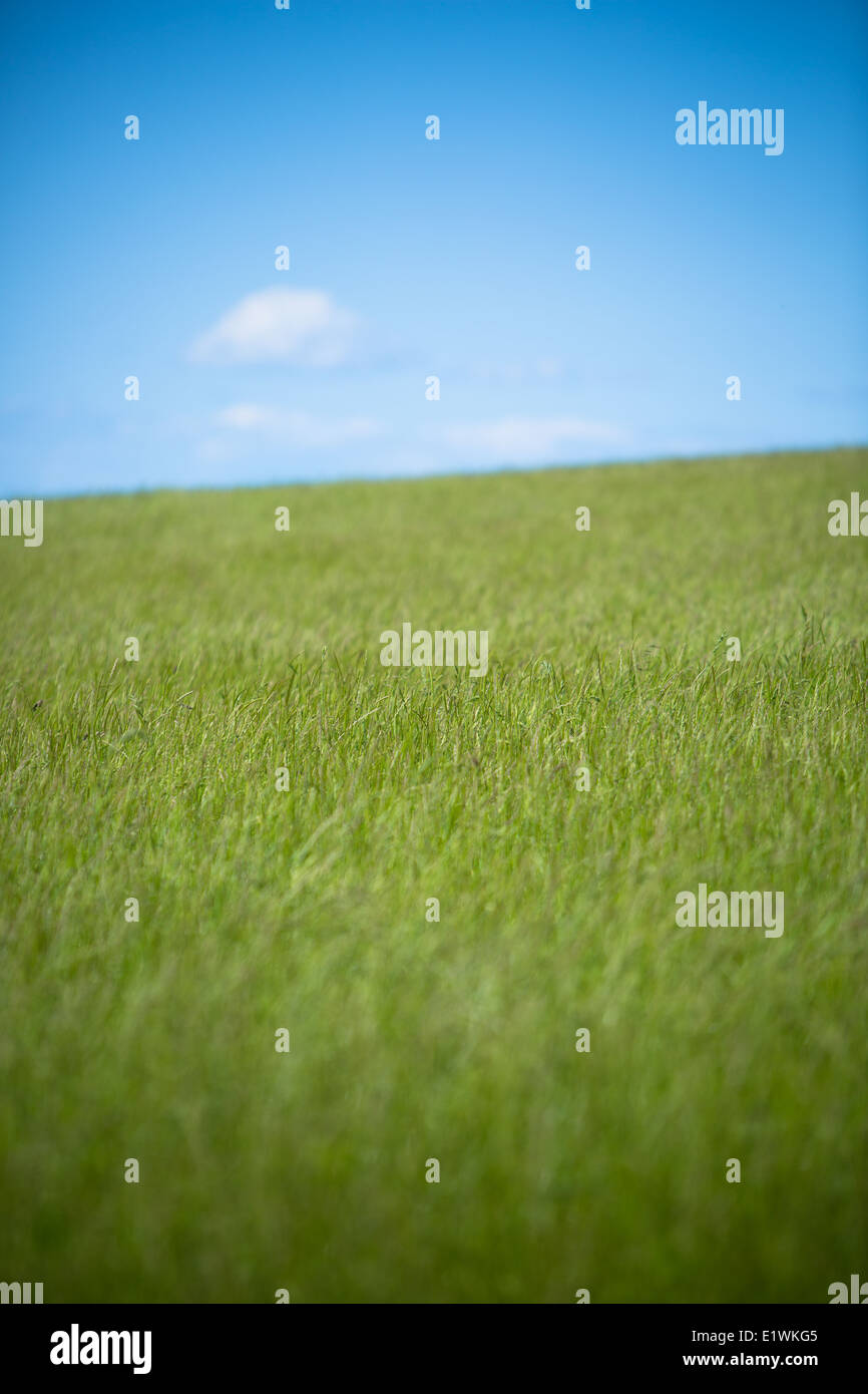Fresco verde erba di prato con pulito cielo blu in Somerset REGNO UNITO Foto Stock