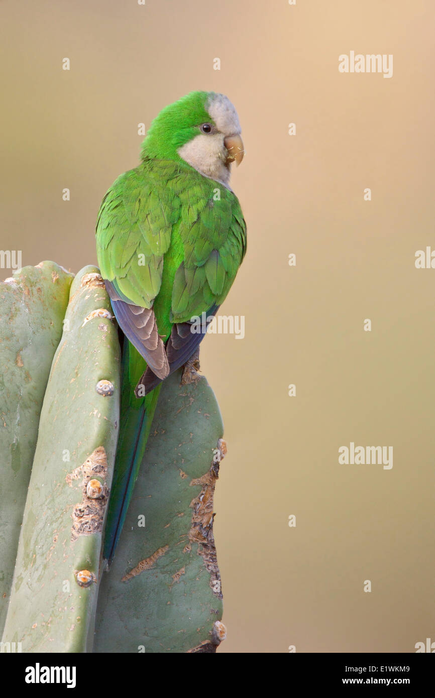 Cliff parrocchetto (Myiopsitta luchsi) arroccato su un cactus in Bolivia, Sud America. Foto Stock