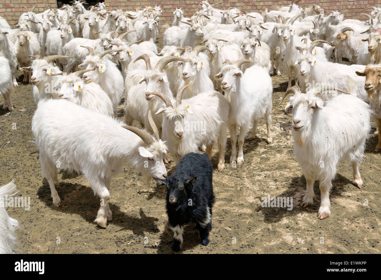 Pecore in un coltivatore ovile. Yanchi, Ningxia, Cina. Foto Stock