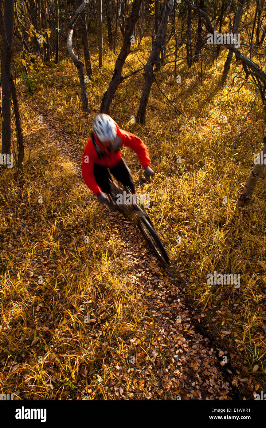 Un maschio di mountain biker godendo perfetta caduta meteo e singletrack in Whitehorse, Yukon Foto Stock