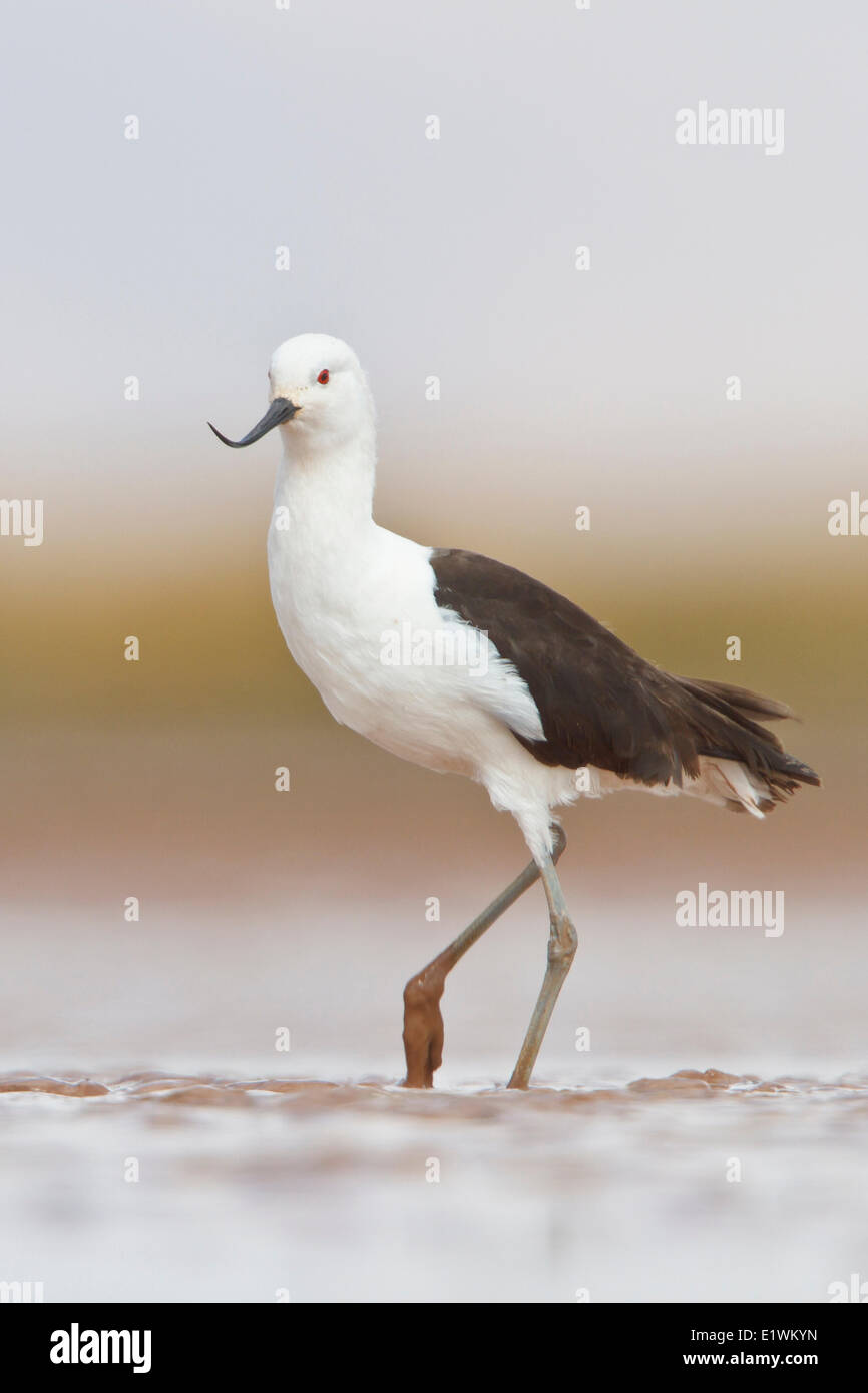 Avocet andina (Recurvirostra andina) in una zona umida in Bolivia, Sud America. Foto Stock