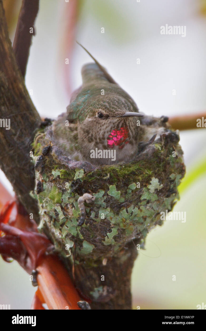 Anna's Hummingbird, Calypte anna Foto Stock