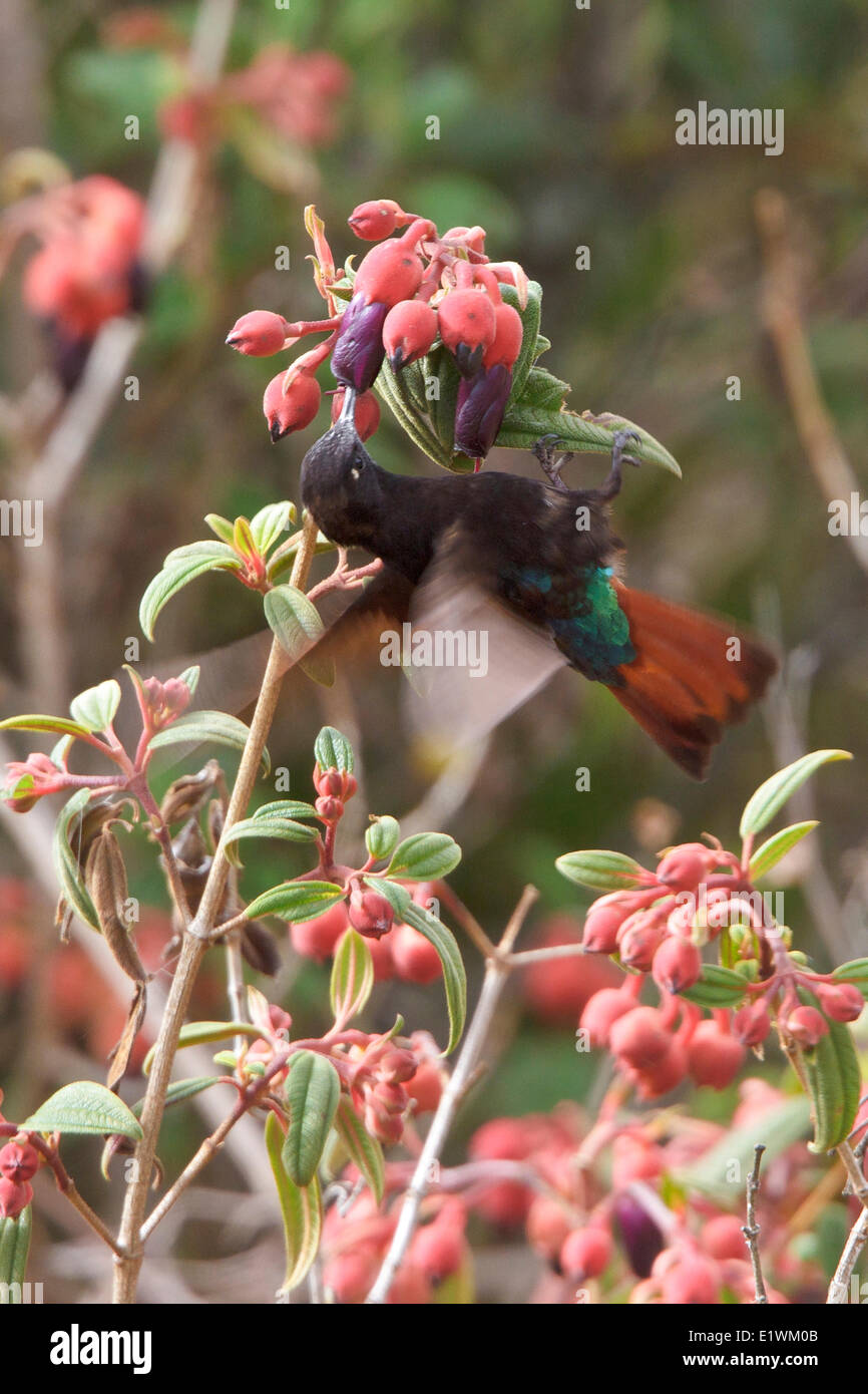 Nero-incappucciati Sunbeam (Aglaeactis pamela) volare mentre alimentando ad un fiore in Bolivia, Sud America. Foto Stock