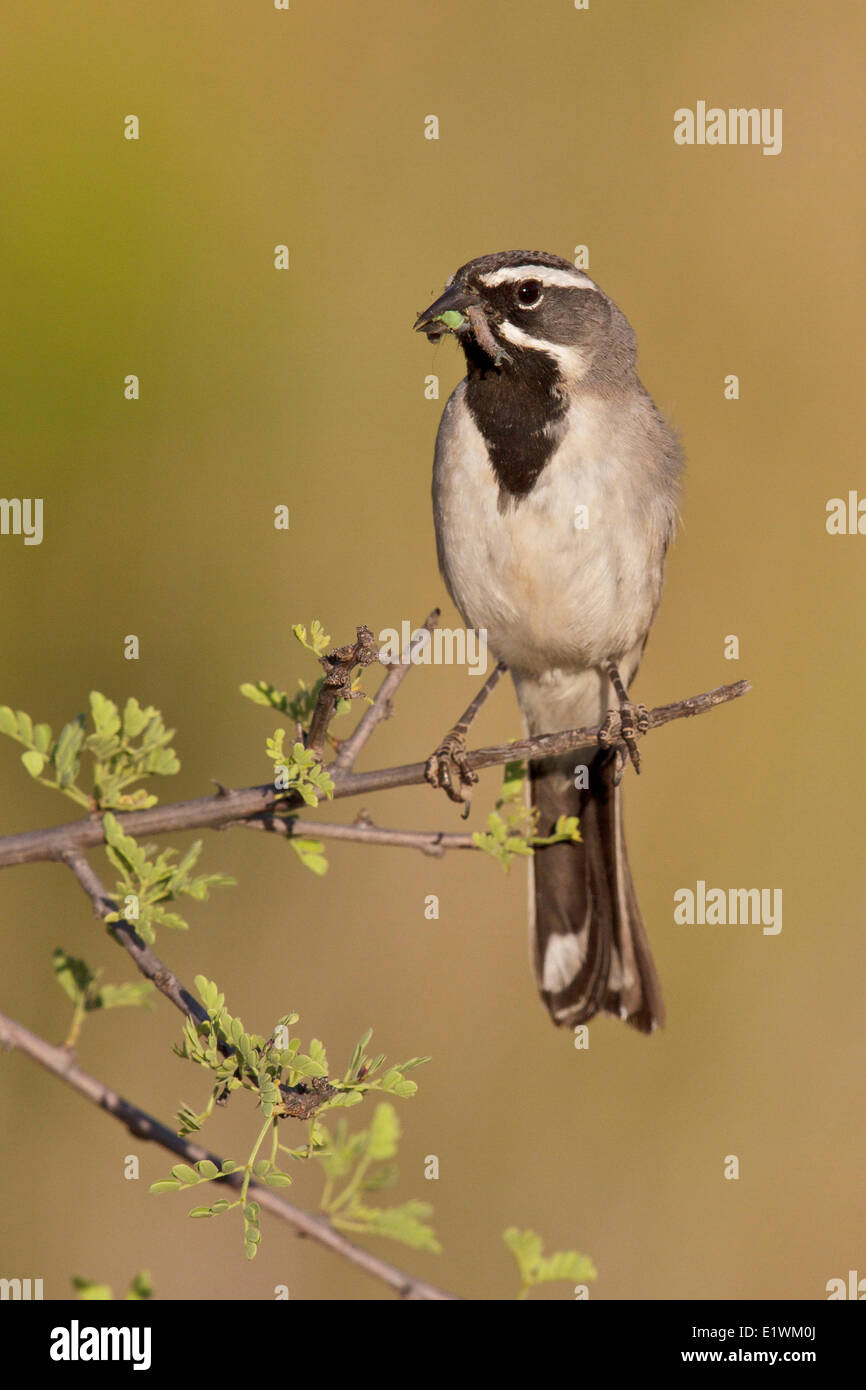 Nero-throated Sparrow (Amphispiza bilineata) appollaiato su un ramo nel sud dell'Arizona, Stati Uniti d'America. Foto Stock