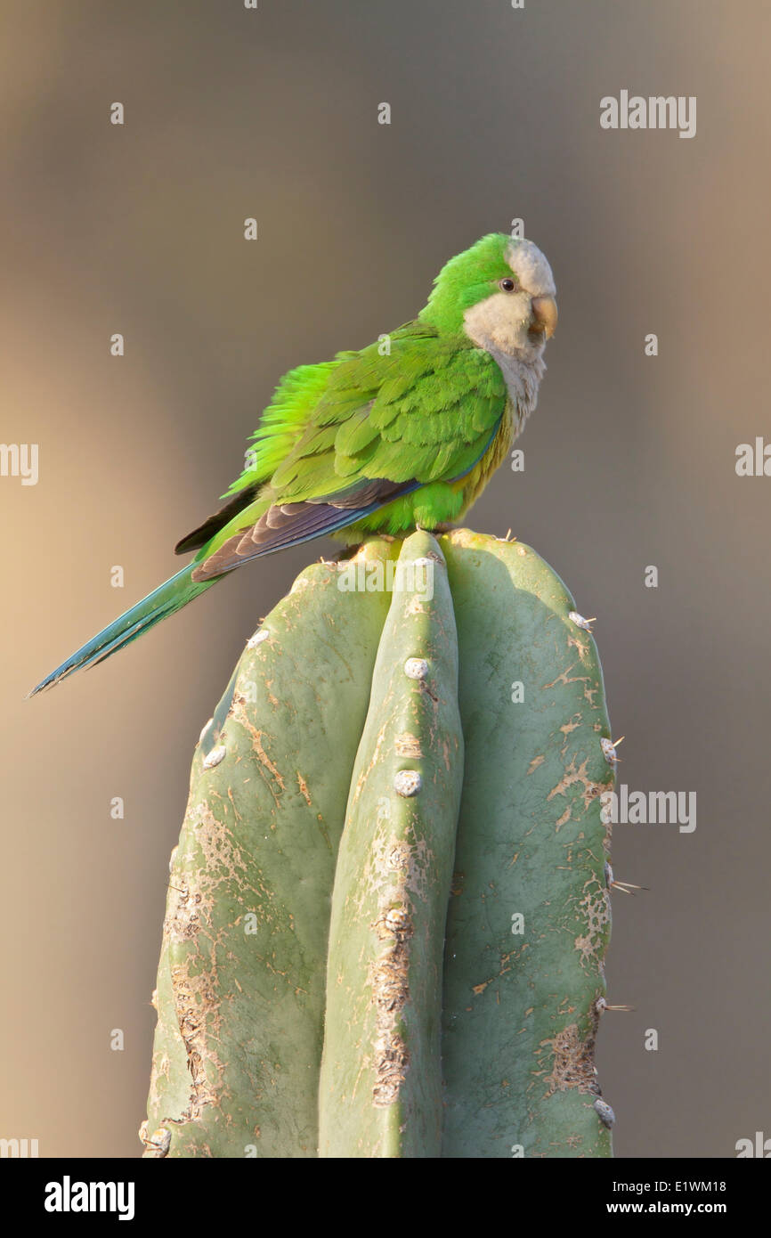 Cliff parrocchetto (Myiopsitta luchsi) arroccato su un cactus in Bolivia, Sud America. Foto Stock