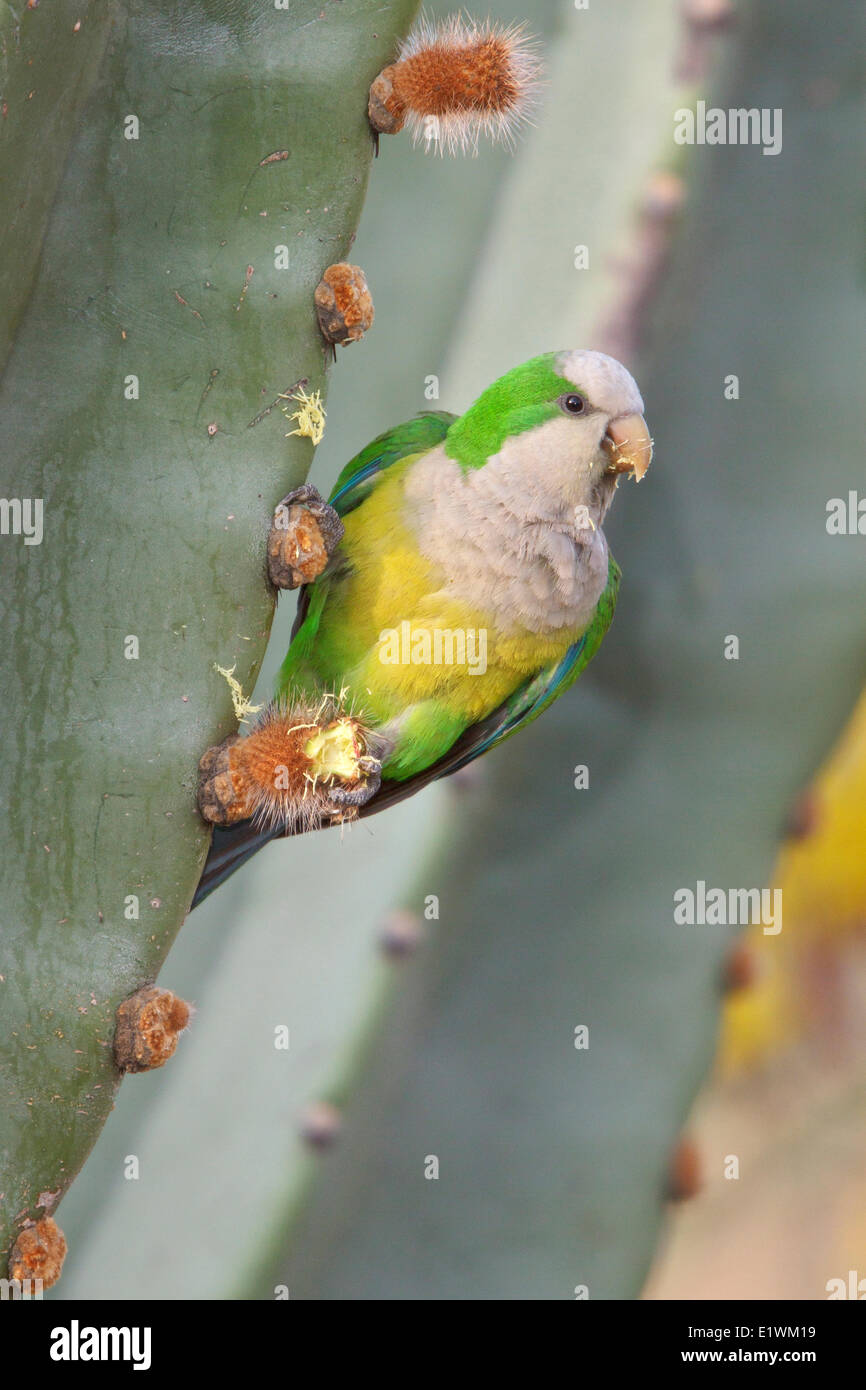 Cliff parrocchetto (Myiopsitta luchsi) arroccato su un cactus in Bolivia, Sud America. Foto Stock
