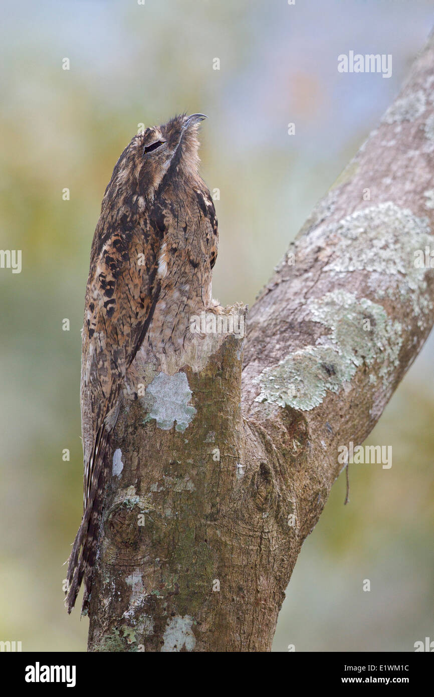 Comune (Potoo Nyctibius griseus) appollaiato su un ramo in Costa Rica, America centrale. Foto Stock