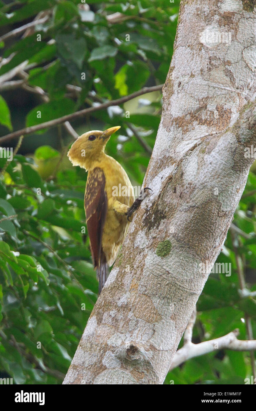 Color crema picchio rosso maggiore (Celeus flavus) appollaiato su un ramo in Ecuador, Sud America. Foto Stock