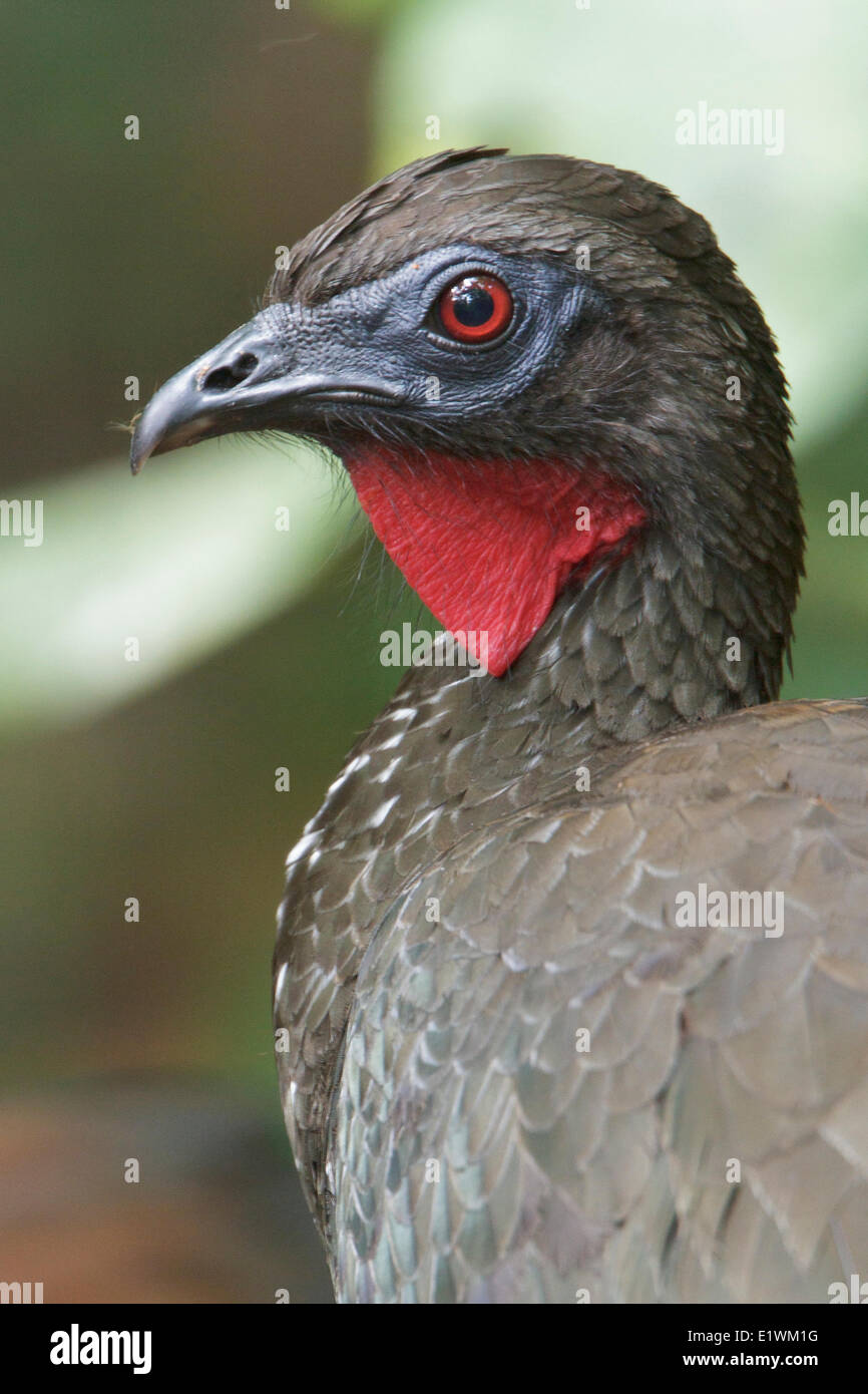 Crested Guan (Penelope purpurascens) appollaiato su un ramo in Costa Rica, America centrale. Foto Stock