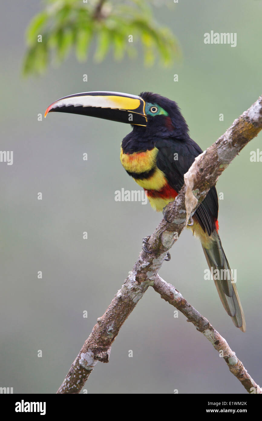 Molti-nastrare Aracari (Pteroglossus pluricinctus) appollaiato su un ramo in Ecuador, Sud America. Foto Stock