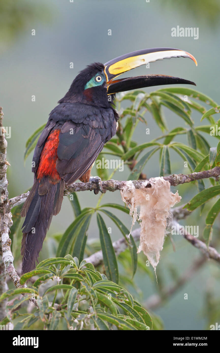 Molti-nastrare Aracari (Pteroglossus pluricinctus) appollaiato su un ramo in Ecuador, Sud America. Foto Stock