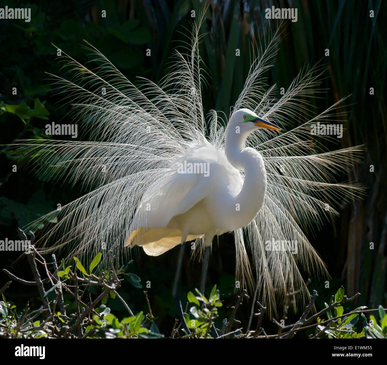 Airone bianco maggiore(Ardea alba) dislays panatura piumaggio , sant Agostino, Florida. Foto Stock