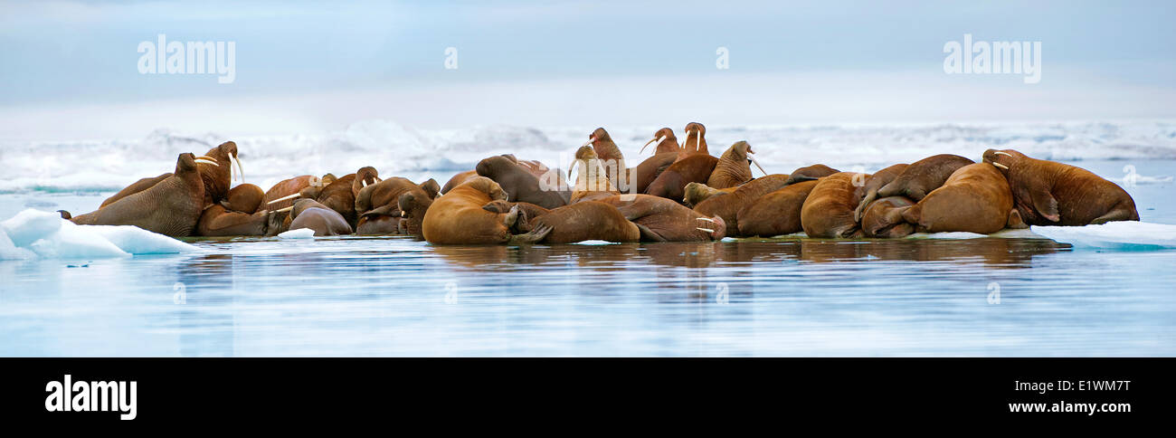 Pacific tricheco, Odobenus rosmarus, tirate fuori sul ghiaccio del mare Artico Canadese, Foto Stock