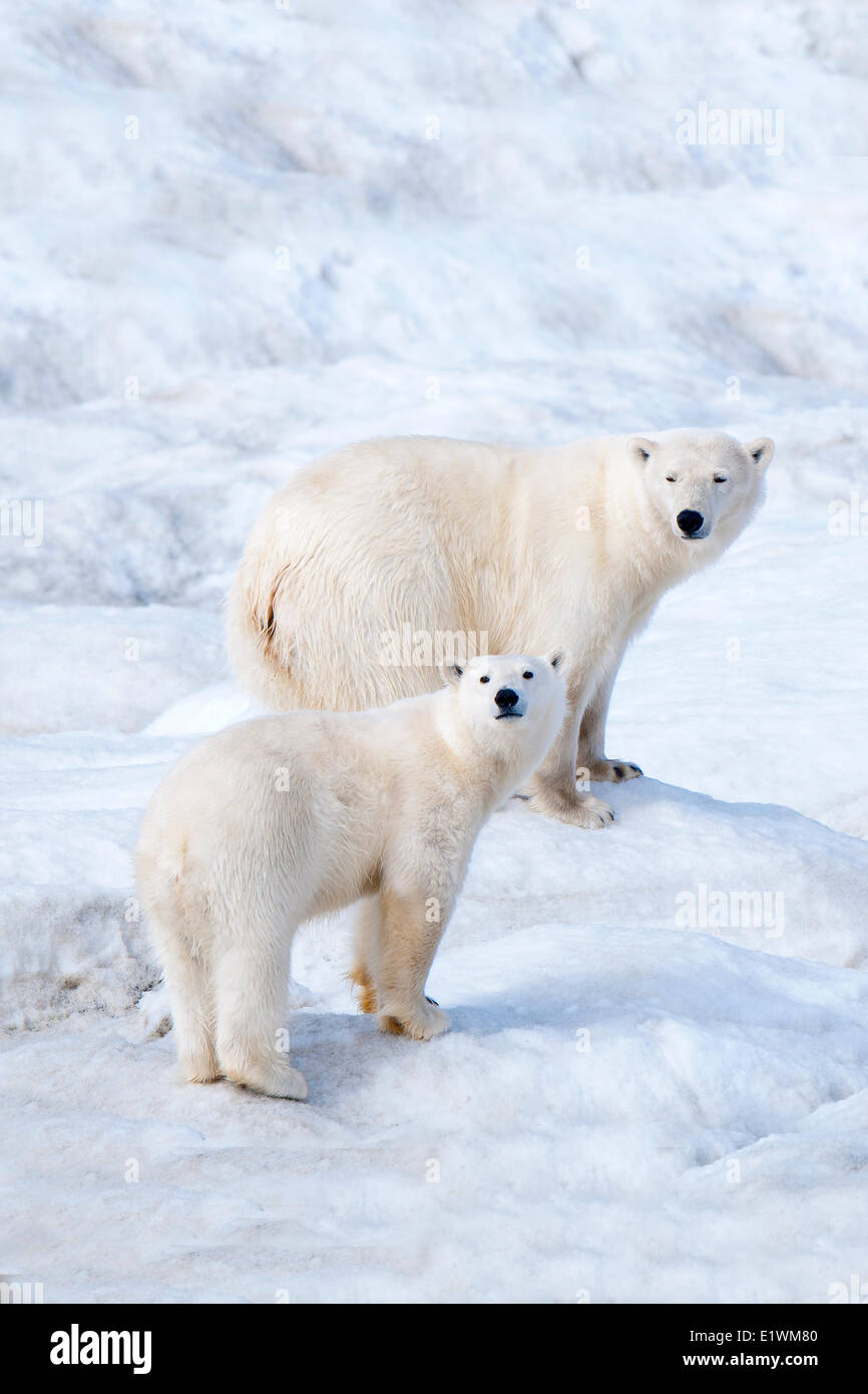Orso polare madre (Ursus maritimus) e cub Wrangel Island, Chukchi Mare Artico, Russia Foto Stock