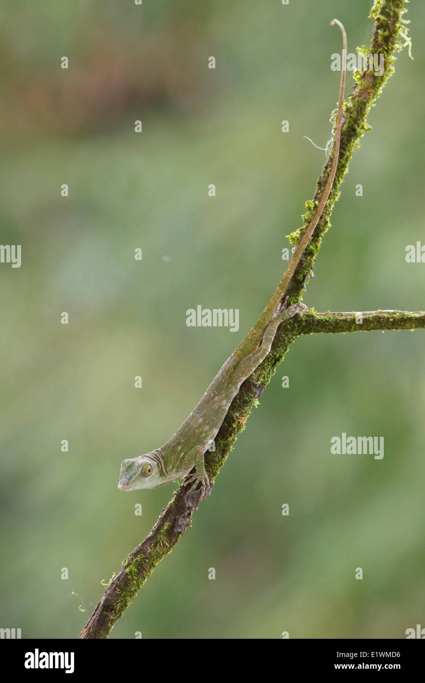 Albero verde Anole appollaiato su un ramo in Costa Rica, America centrale. Foto Stock
