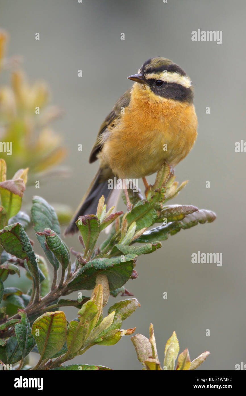 A tre strisce (Hemispingus Hemispingus trifasciatus) appollaiato su un ramo in Bolivia, Sud America. Foto Stock