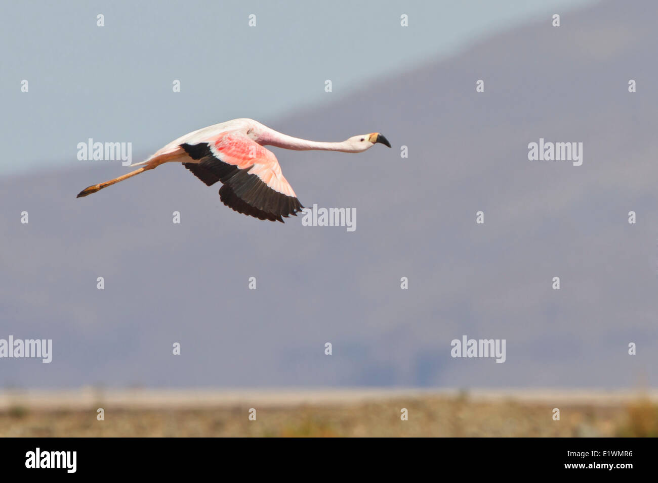 Fenicottero andino (Phoenicopterus andinus) in volo in Bolivia, Sud America. Foto Stock