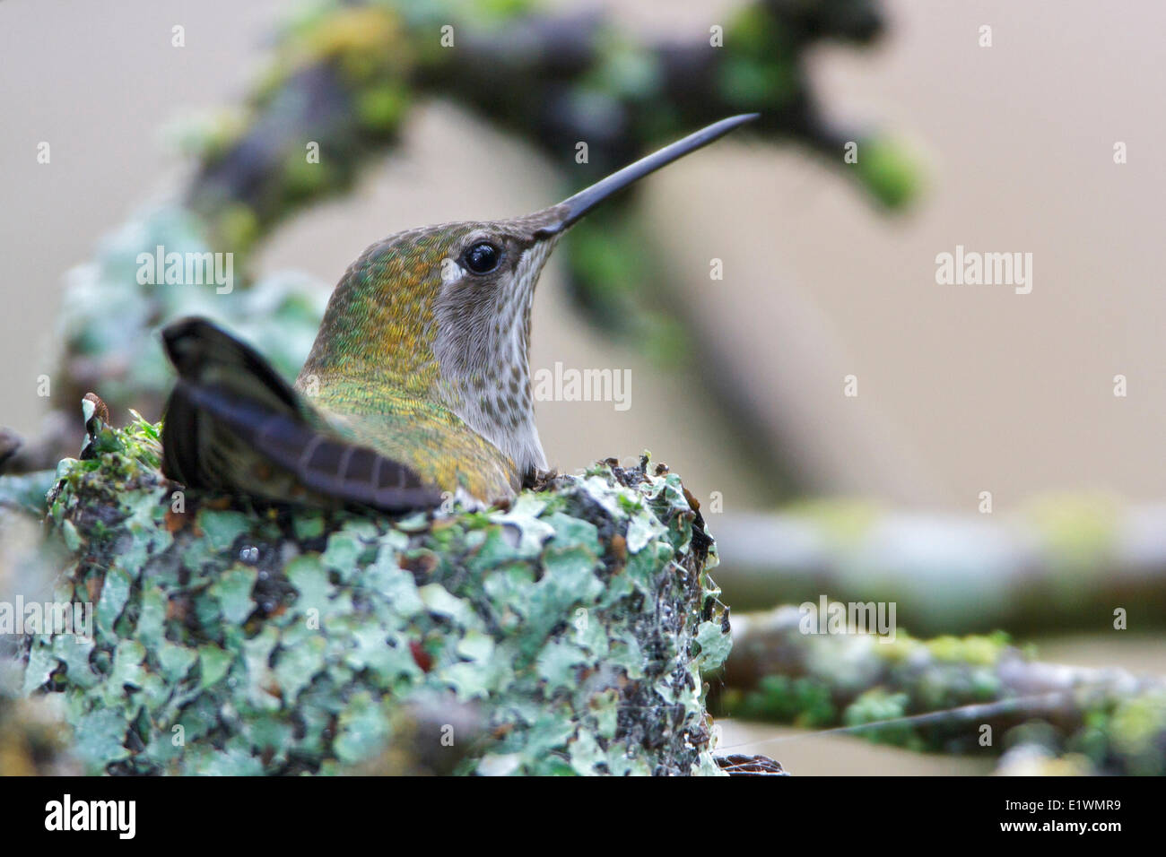 Anna's Hummingbird, Calypte anna Foto Stock