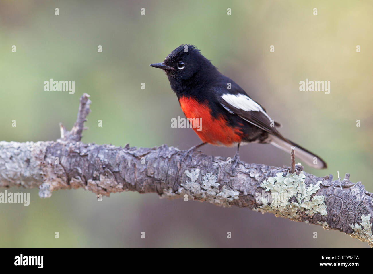 Dipinto Redstart (Myioborus pictus) appollaiato su un ramo nel sud dell'Arizona, Stati Uniti d'America. Foto Stock