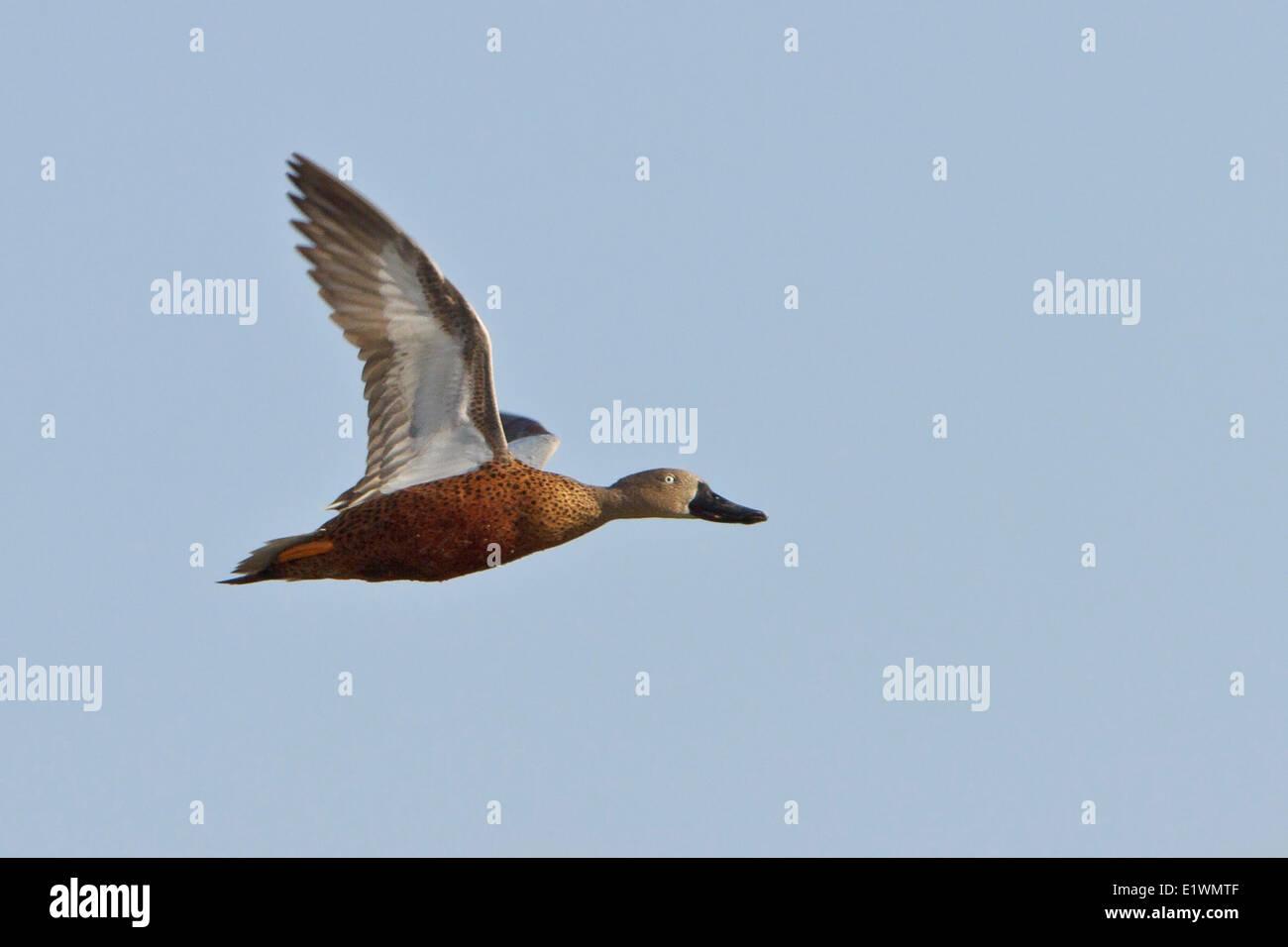 Red mestolone (Anas platalea) in volo in Bolivia, Sud America. Foto Stock