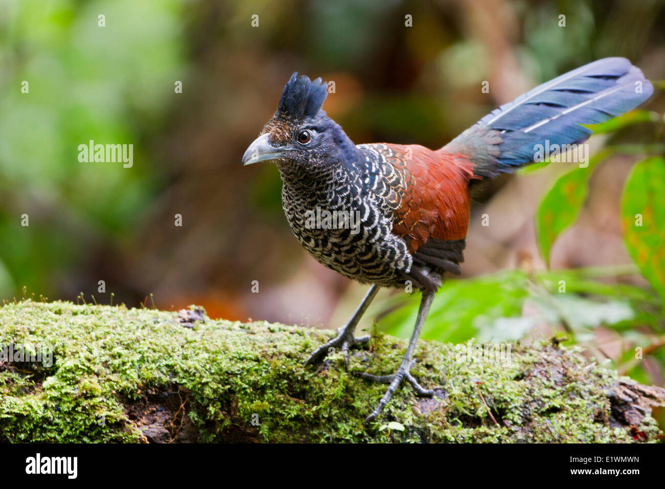 Nastrare Ground-Cuckoo (Neomorphus radiolosus) appollaiato su un ramo in Ecuador, Sud America. Foto Stock