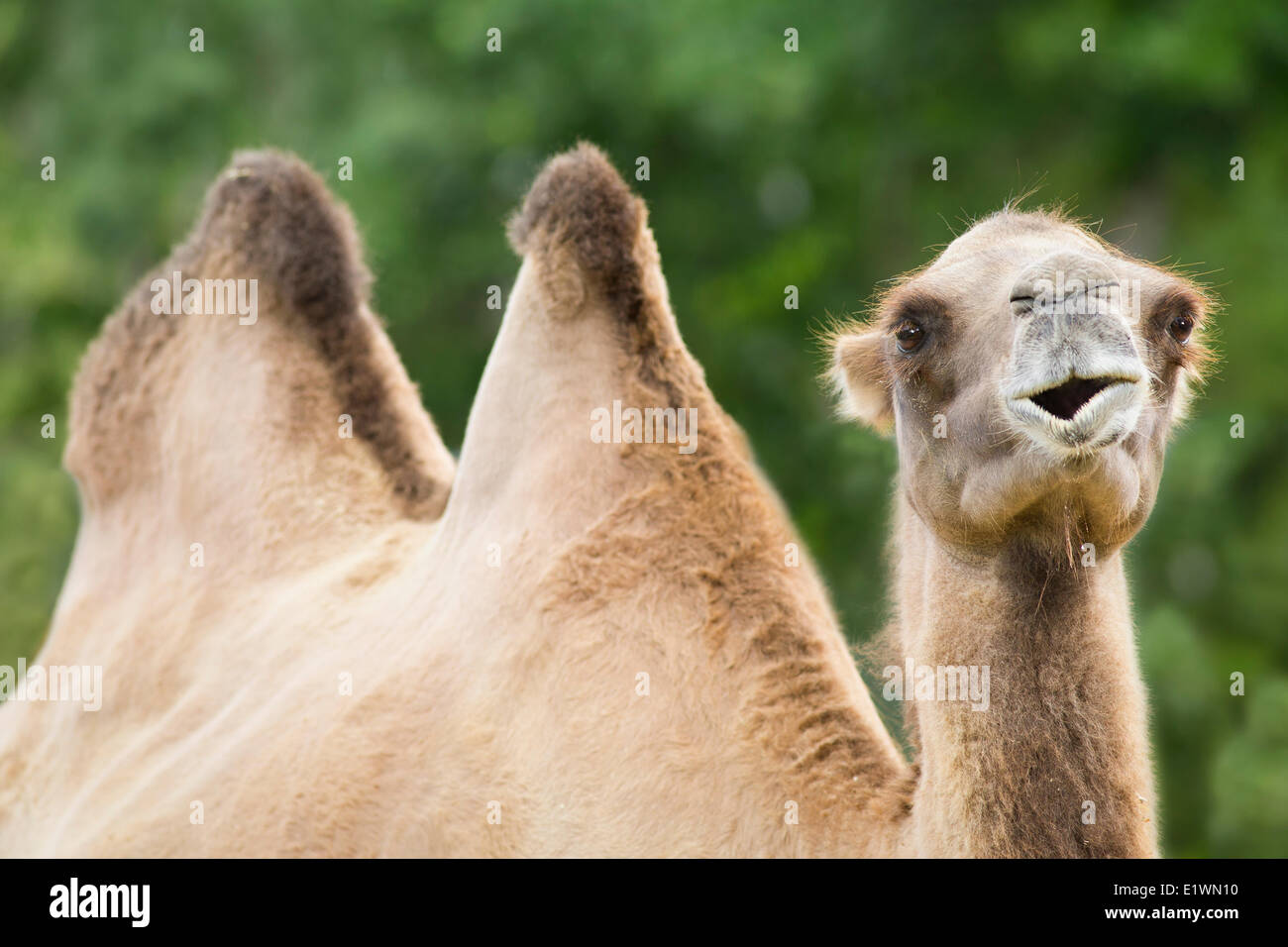 Bactrian Camel, Assiniboine Park Zoo, Winnipeg, Manitoba, Canada Foto Stock