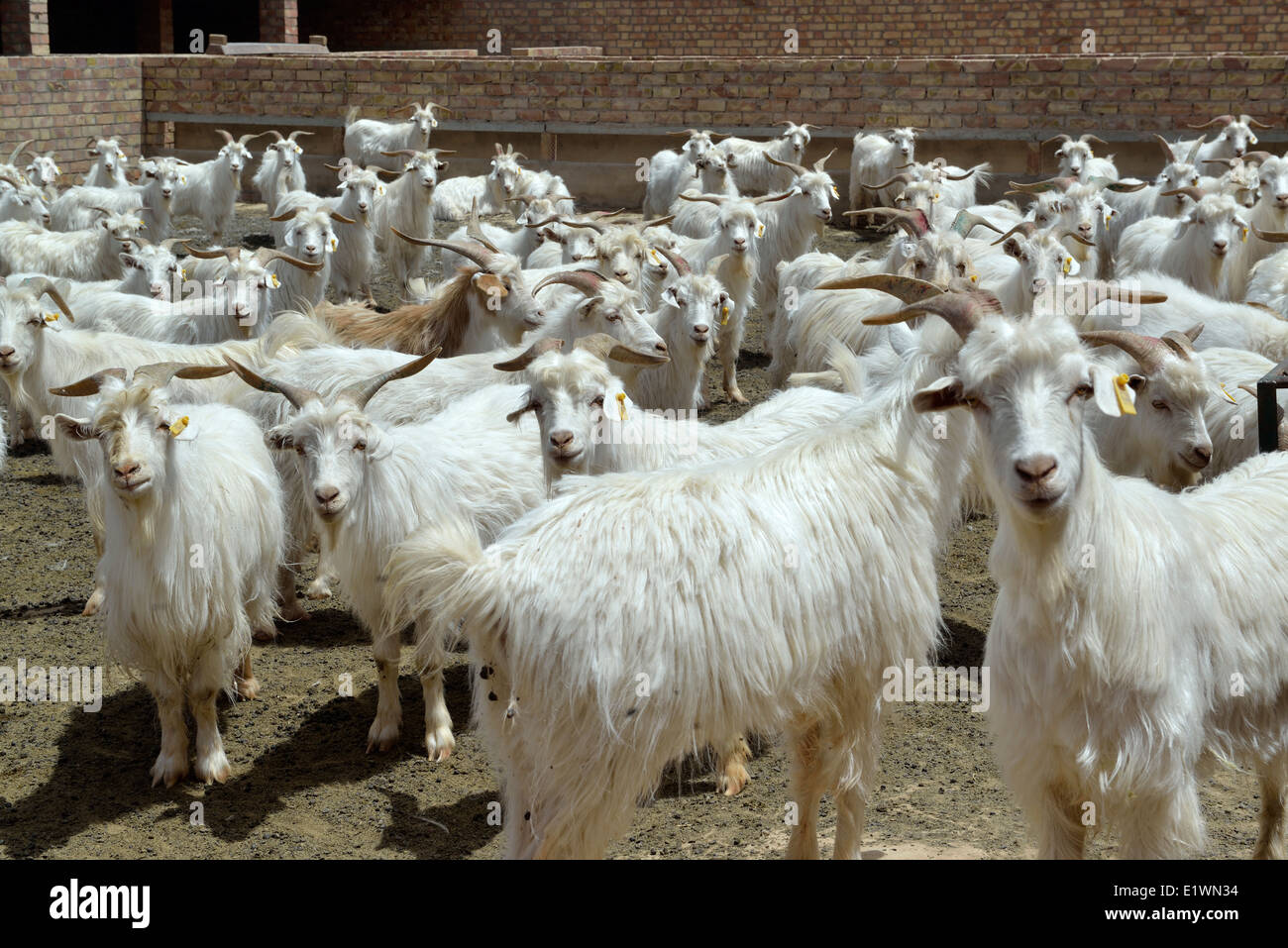 Pecore in un coltivatore ovile. Yanchi, Ningxia, Cina. Foto Stock