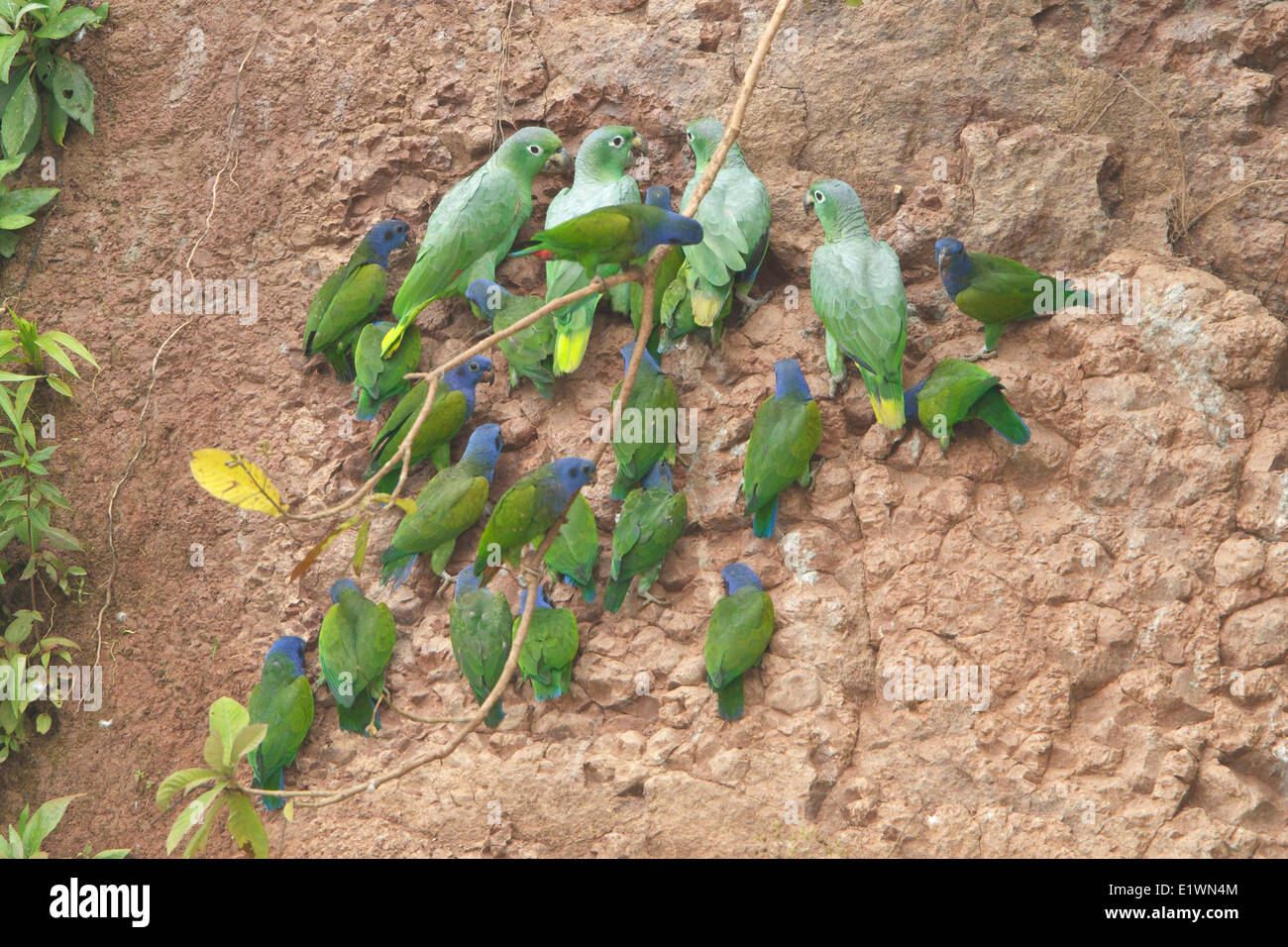 A testa azzurra Parrot (Pionus menstruus) in corrispondenza di una argilla leccare in Ecuador, Sud America. Foto Stock