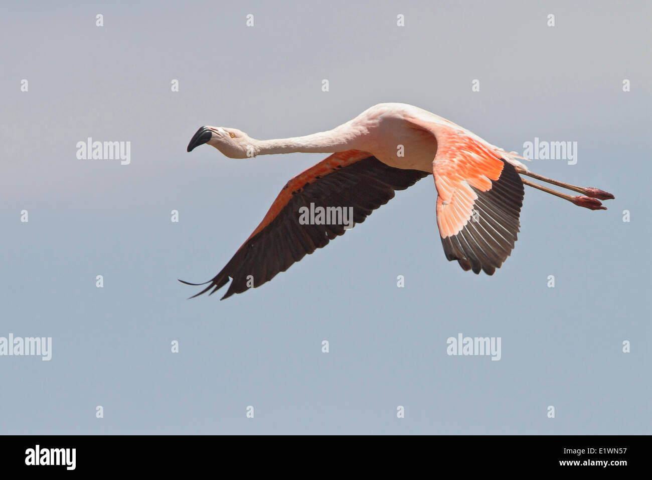 Flamingo cileni (Phoenicopterus chilensis) in volo in Bolivia, Sud America. Foto Stock