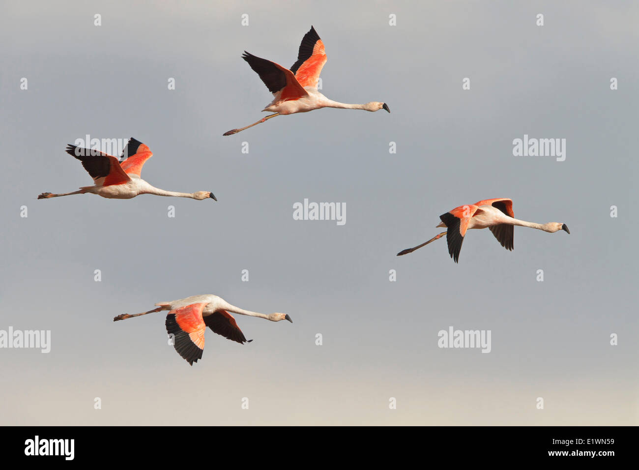 Flamingo cileni (Phoenicopterus chilensis) in volo in Bolivia, Sud America. Foto Stock