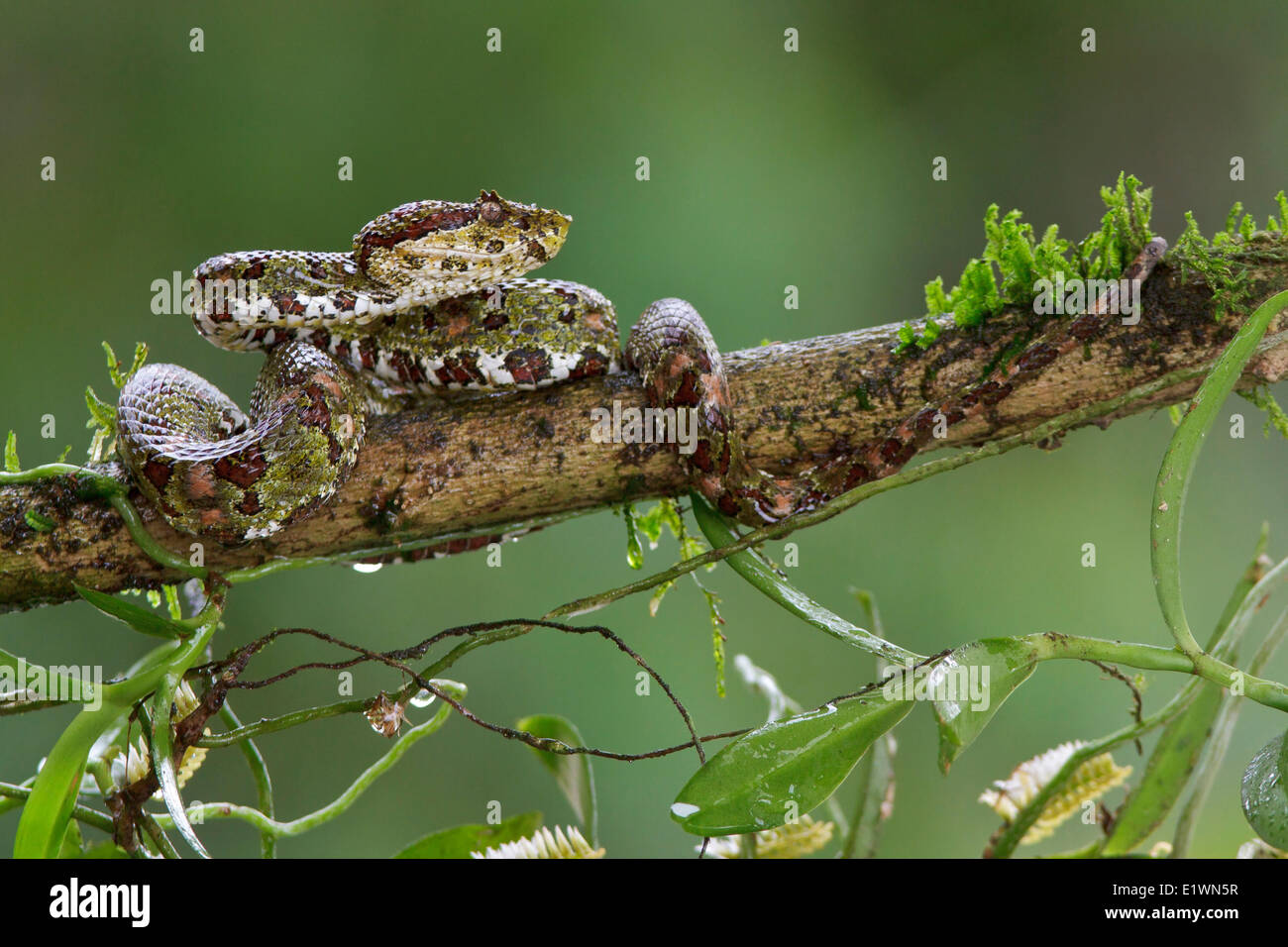 Tintura ciglia Viper, Bothriechis schlegelii, appollaiato su un ramo in Costa Rica, America centrale. Foto Stock