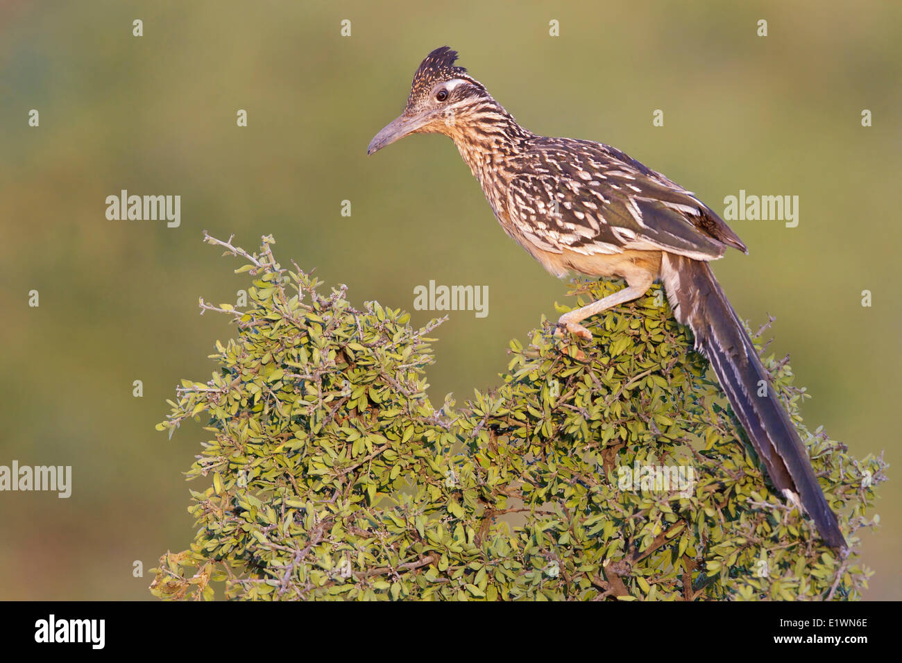 Maggiore Roadrunner (Geococcyx californianus) appollaiato su un ramo nel sud dell'Arizona, Stati Uniti d'America. Foto Stock