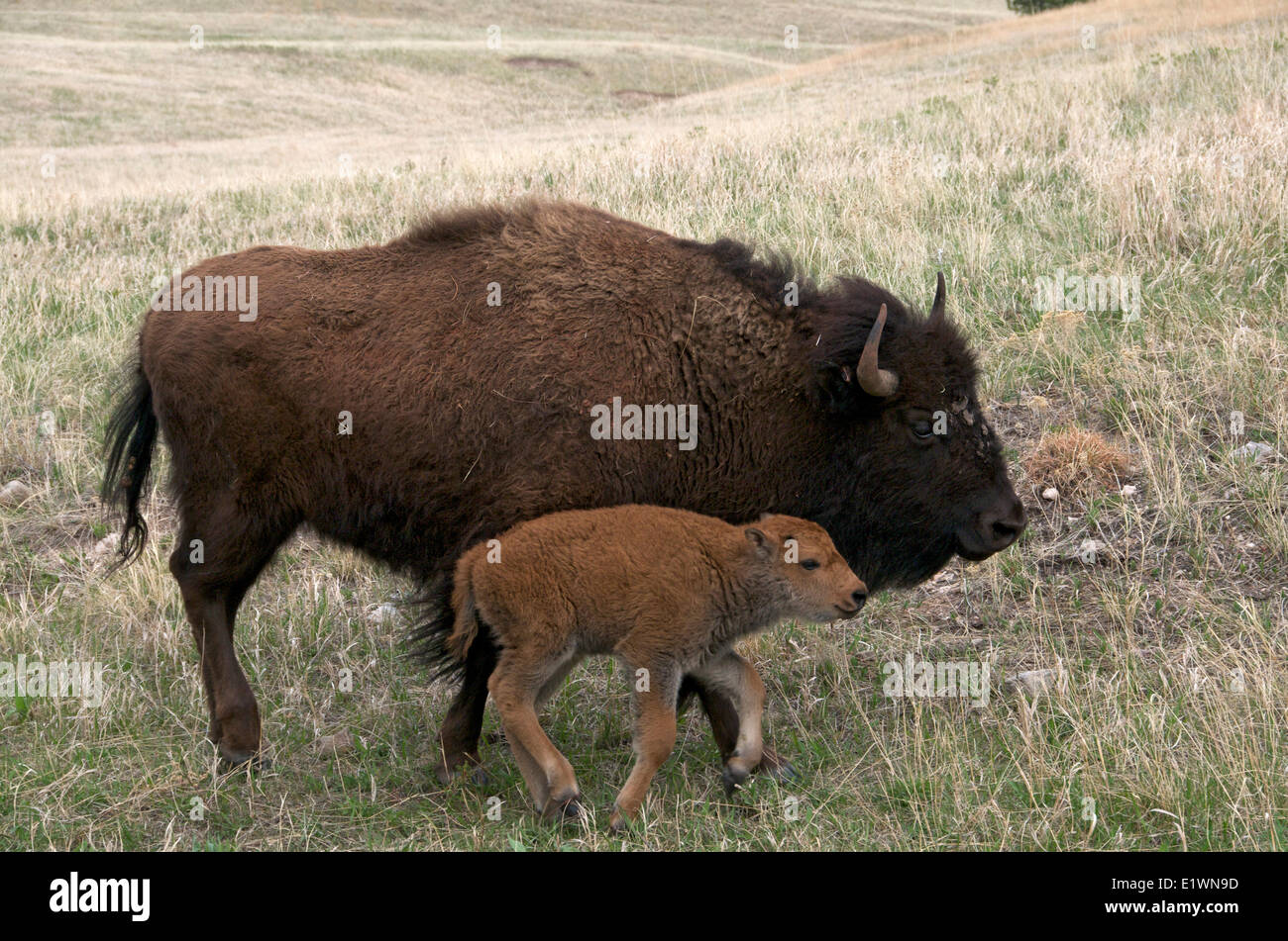 Wild bisonti americani vacca (Bison bison) con un neonato di vitello a molla. Parco nazionale della Grotta del vento, il Dakota del Sud, Stati Uniti d'America. Foto Stock