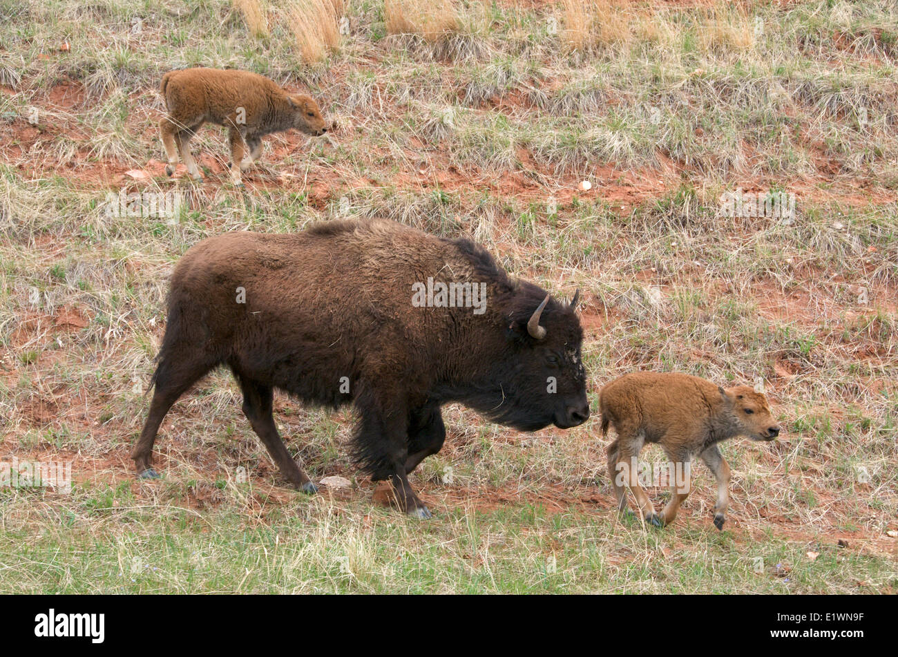 Wild i bisonti americani (Bison bison) con molla di neonato vitelli seguendo un sentiero di gioco. Grotta del Vento Nat'l Park, il Dakota del Sud, Stati Uniti d'America. Foto Stock