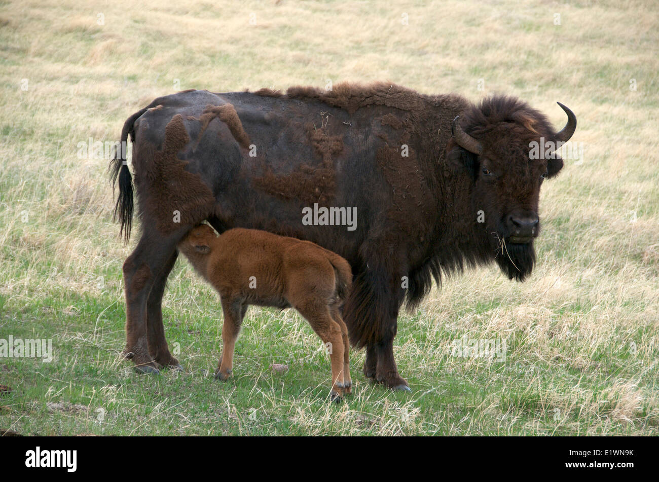 Wild i bisonti americani (Bison bison) con allattamento neonato vitello a molla. Grotta del Vento Nat'l Park, il Dakota del Sud, Stati Uniti d'America. Foto Stock