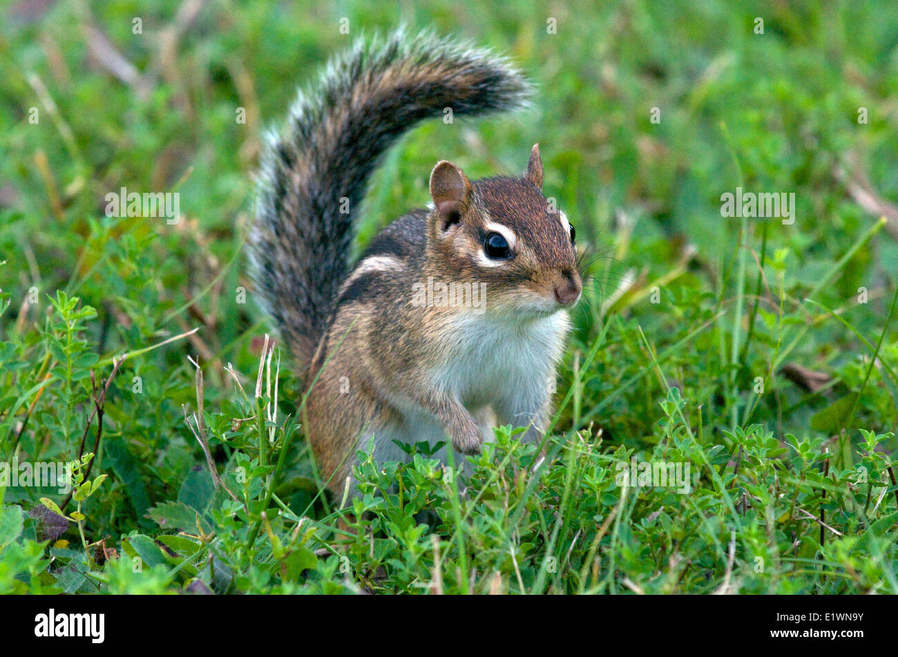 Scoiattolo striado orientale (Tamias (Tamias striatus)), vicino a Thunder Bay, Ontario, Canada Foto Stock