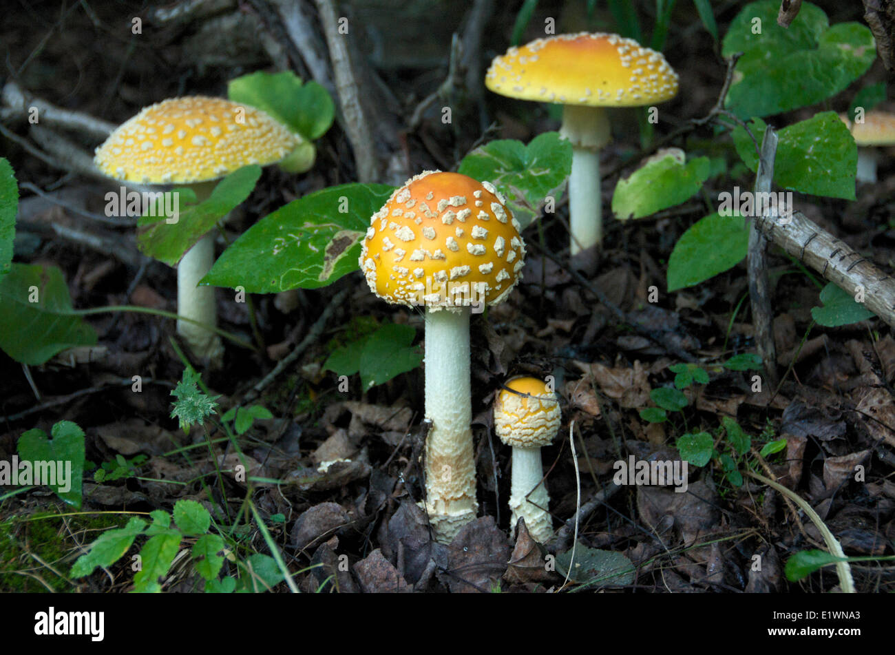 Fly agaric a forma di fungo presente sul suolo della foresta; (amanita muscaria); funghi velenosi. Vicino a Thunder Bay, Ontario, Canada Foto Stock