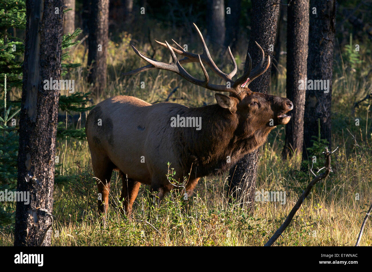 Bull elk o wapiti (Cervus canadensis) con corna rotto. Bugling durante l'autunno rut. Parco Nazionale di Jasper, Alberta, Canada Foto Stock