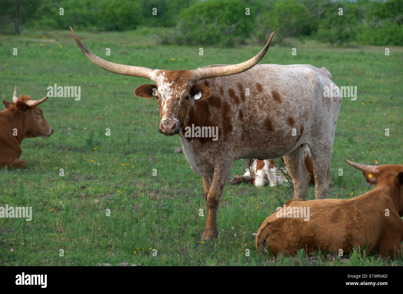 Texas Longhorn bovini in estate campo verde. Oklahoma, Nord America. Foto Stock